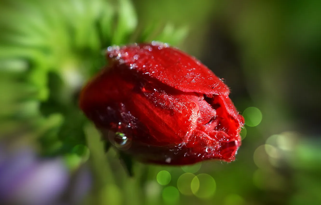 Photo wallpaper nature, background, tulips