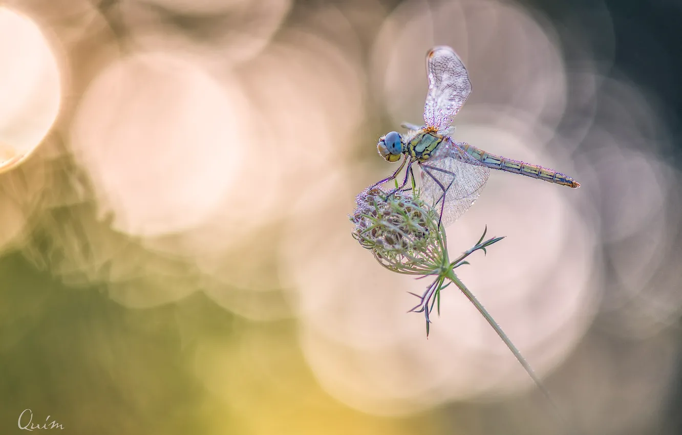 Photo wallpaper wings, dragonfly, bokeh
