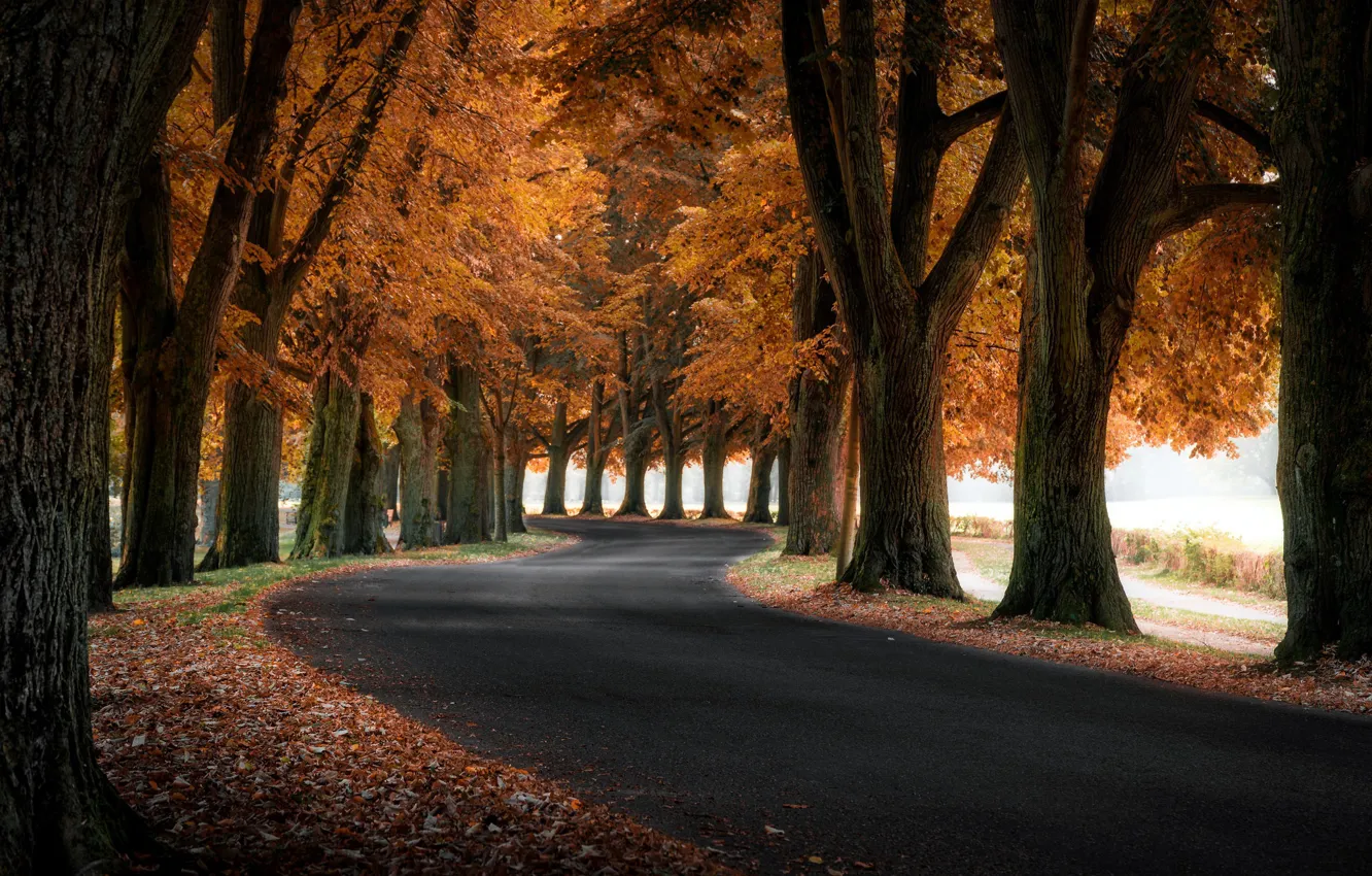 Photo wallpaper road, autumn, trees