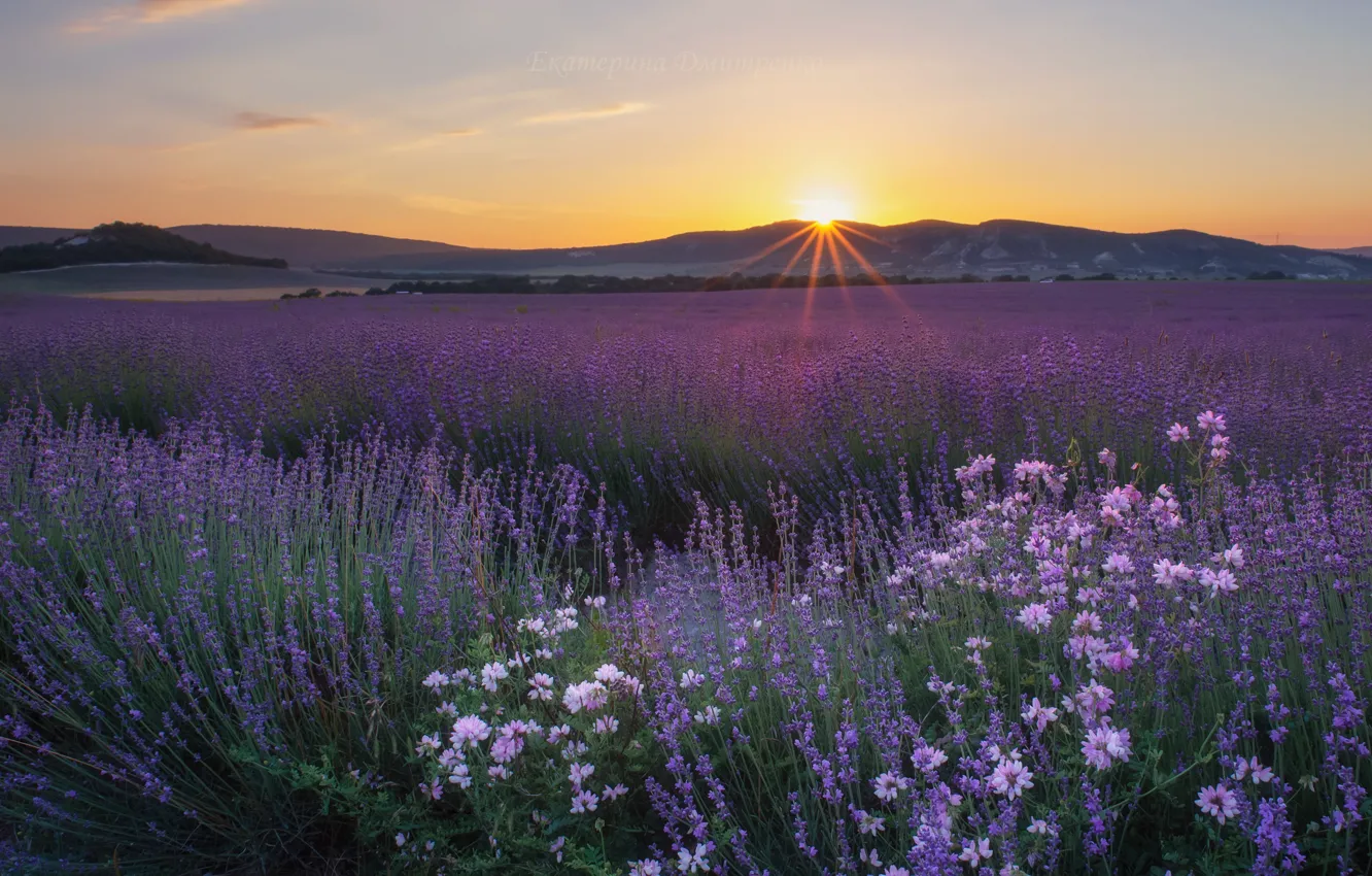 Photo wallpaper field, sunset, flowers, mountains, Russia, Crimea, lavender, Bakhchisarai district