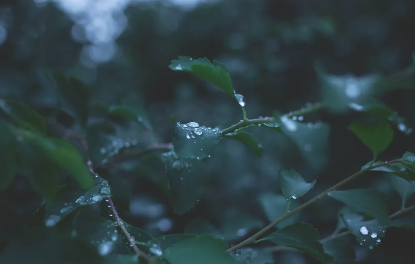Photo wallpaper leaves, drops, branches, nature, leaf, plant, fresh, nature
