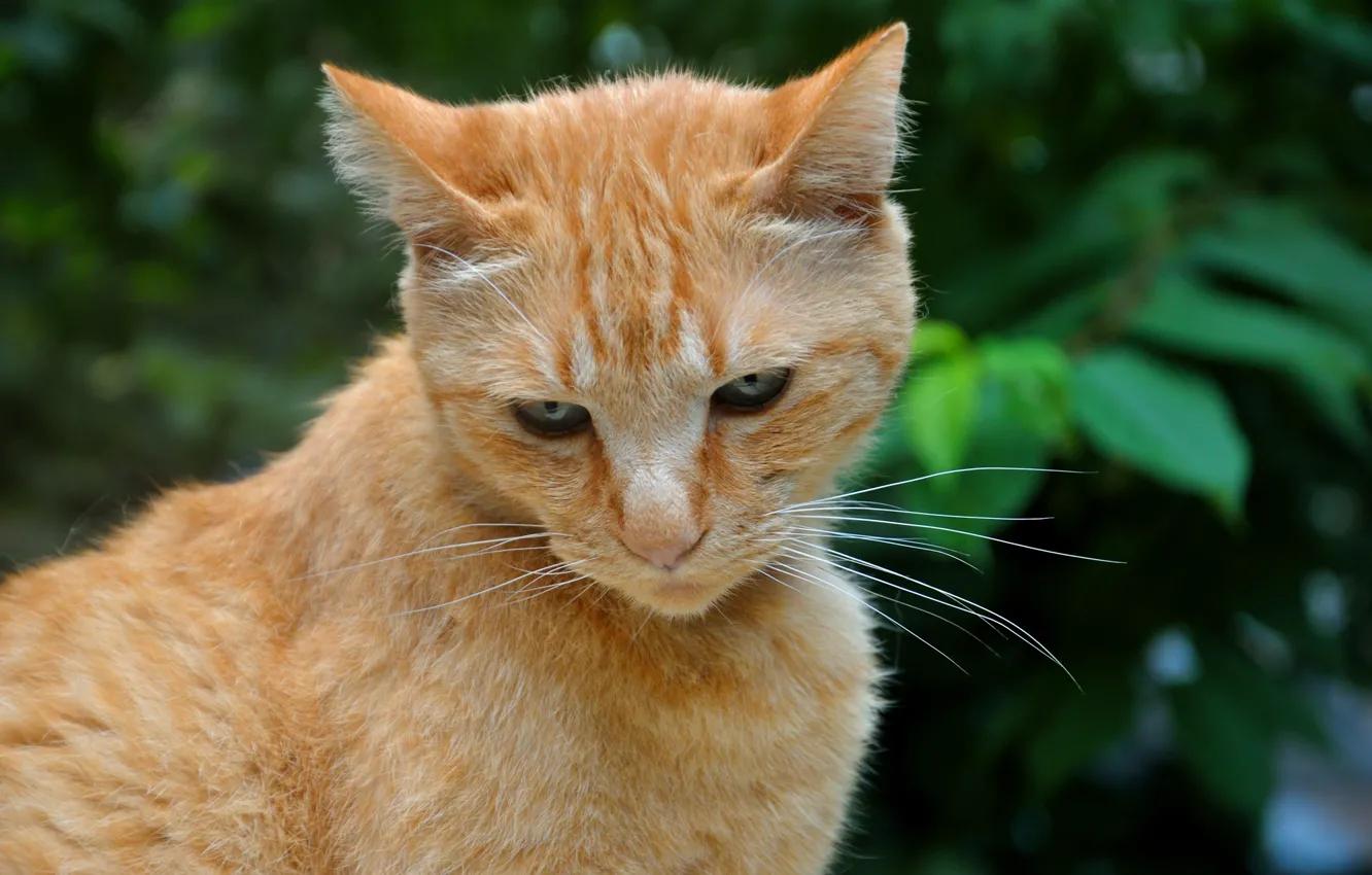 Photo wallpaper cat, foliage, red, Boris