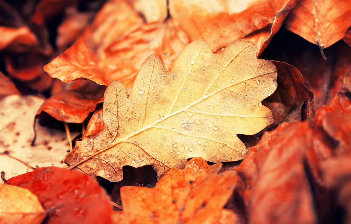 Photo wallpaper autumn, leaves, drops, macro, nature, leaf, yellow, orange