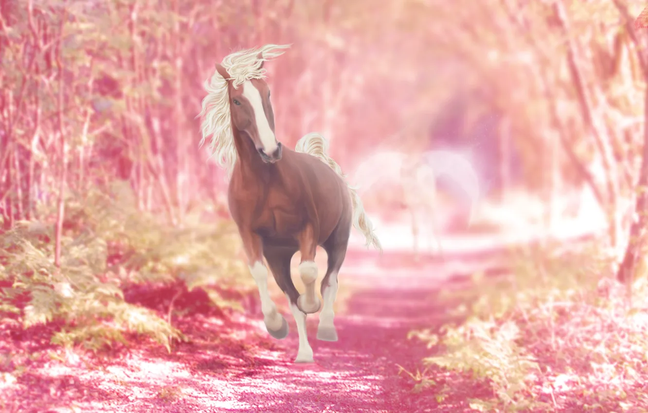 Photo wallpaper nature, horse, fantasy, Pegasus, retouching
