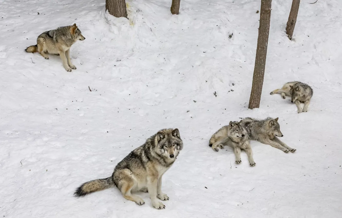 Photo wallpaper Predator, nature, animal, wolf, wildlife, portrait, portrait., Canis lupus. face