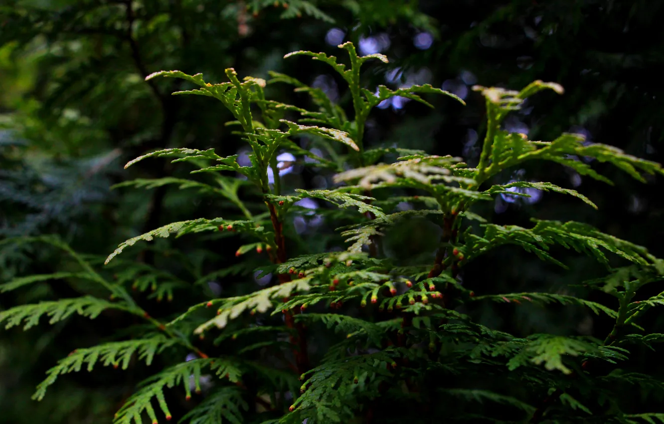 Photo wallpaper nature, tree, twig