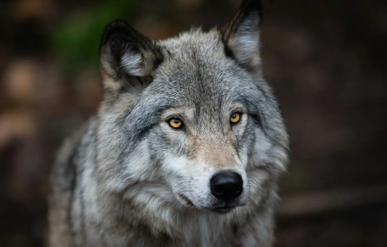 Photo wallpaper nature, Gray Wolf, face, animal, wolf, canis lupus, wildlife, head