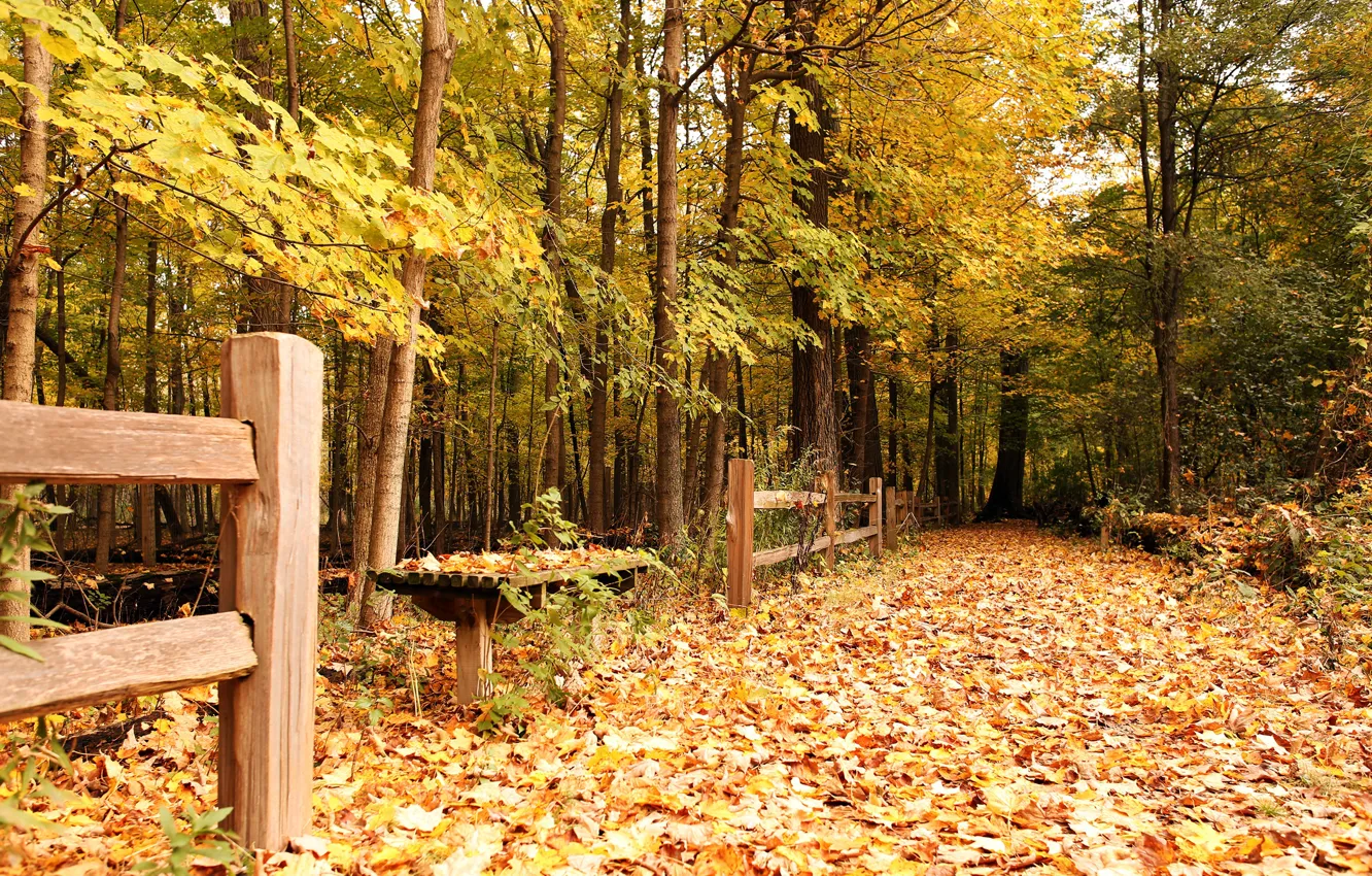 Photo wallpaper autumn, leaves, trees, Park, the fence, yellow, shop