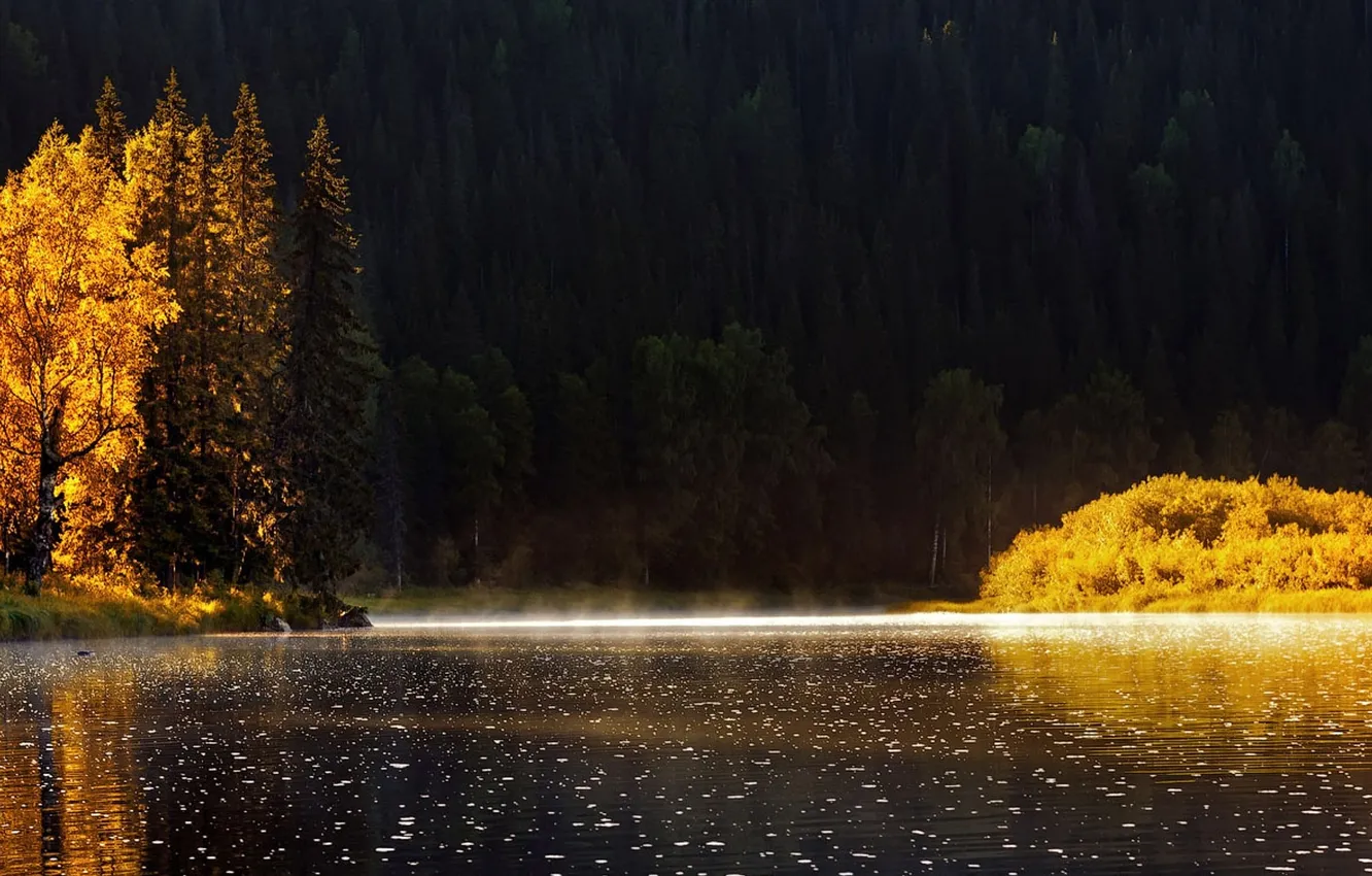 Photo wallpaper autumn, forest, trees, nature, fog, lake, forest, trees