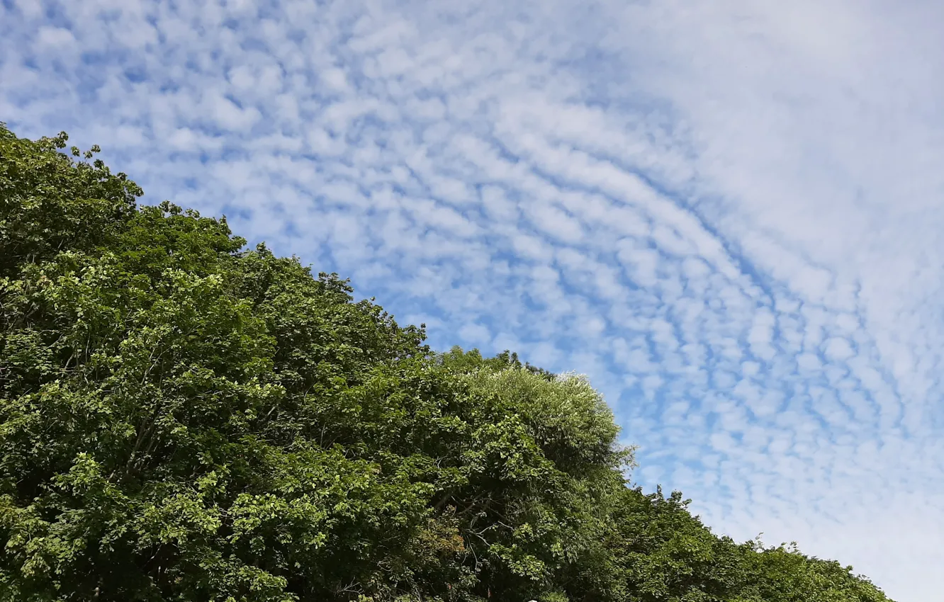 Photo wallpaper niebo, chmury, forest, not