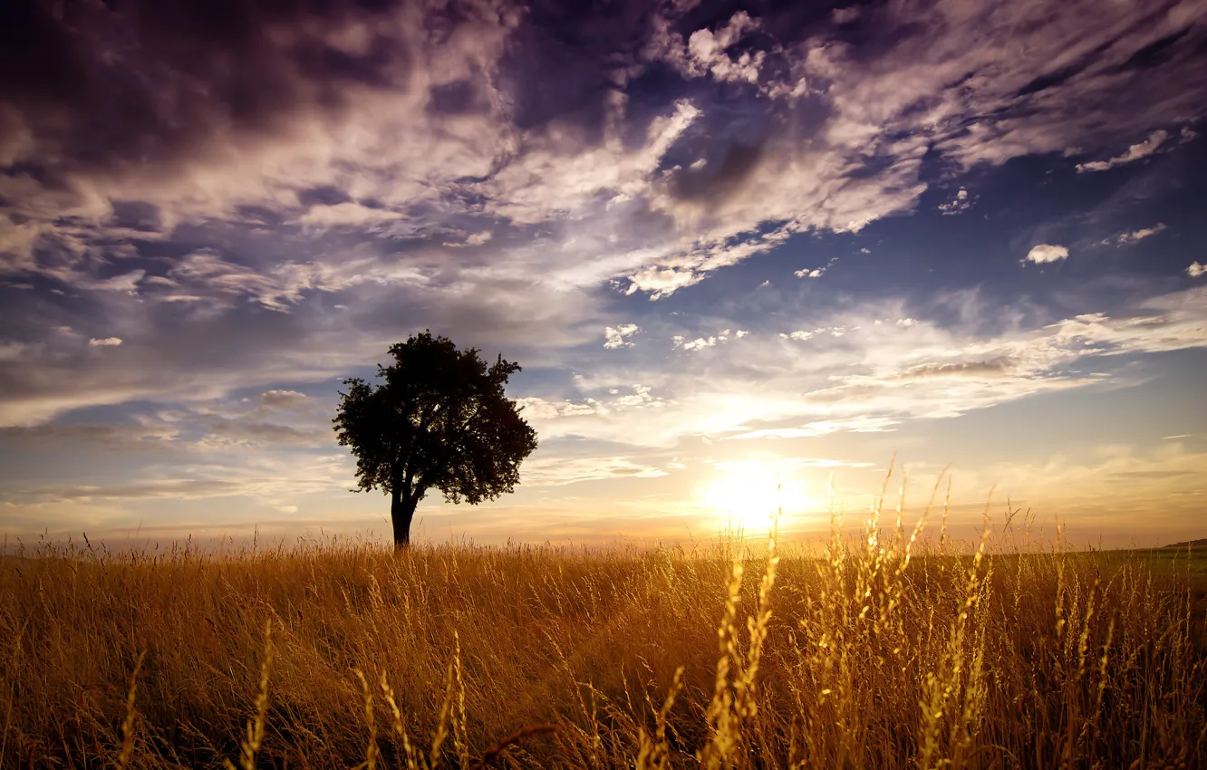 Photo wallpaper field, grass, the sun, clouds, trees, sunset, stem, horizon