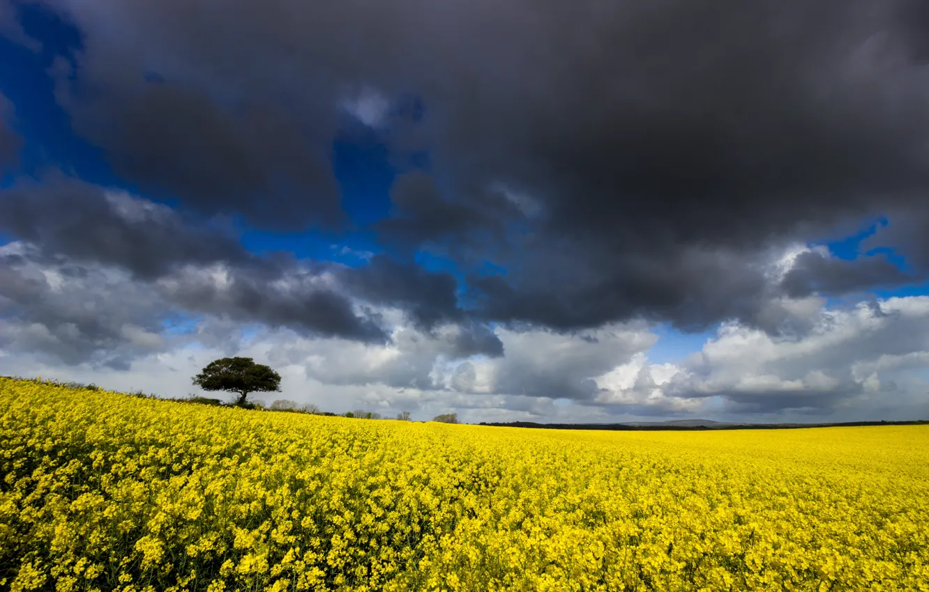Photo wallpaper field, the sky, trees, flowers, yellow, clouds, blue, spring