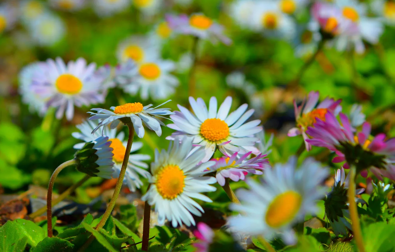 Photo wallpaper chamomile, spring, Camomiles