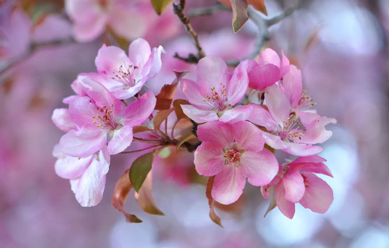 Photo wallpaper spring, petals, garden, inflorescence