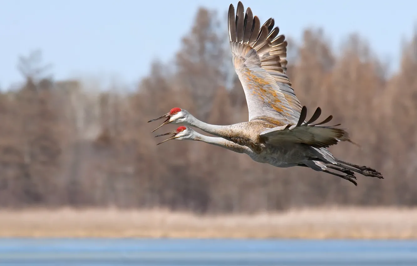 Photo wallpaper birds, flight, sandhill cranes