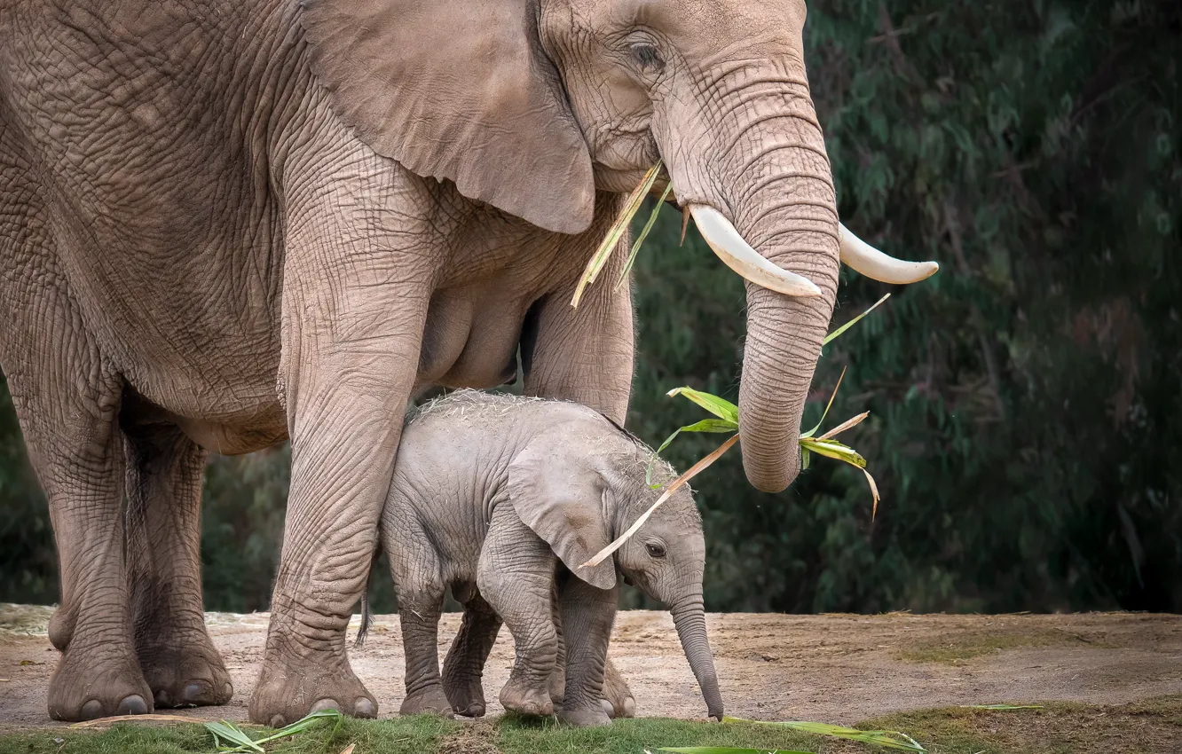 Photo wallpaper baby, mom, the elephant, elephant