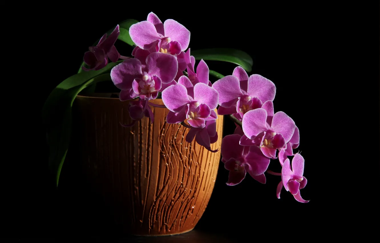 Photo wallpaper winter, orchids, Phalaenopsis, flowers, flowers house