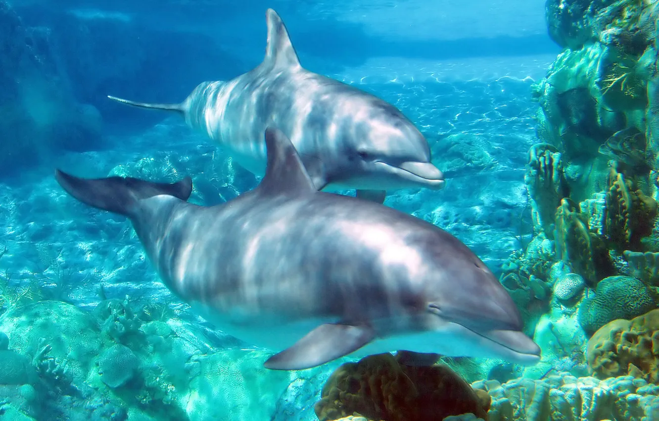 Photo wallpaper world, sea, water, Orlando, zoo, tank, dolphins, aquarium