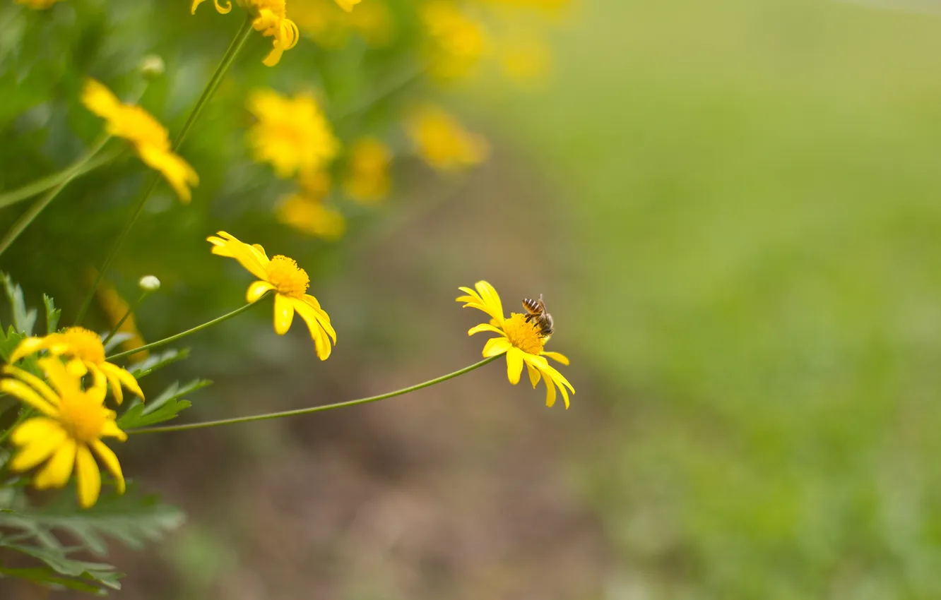 Photo wallpaper flowers, bee, background, yellow, insect