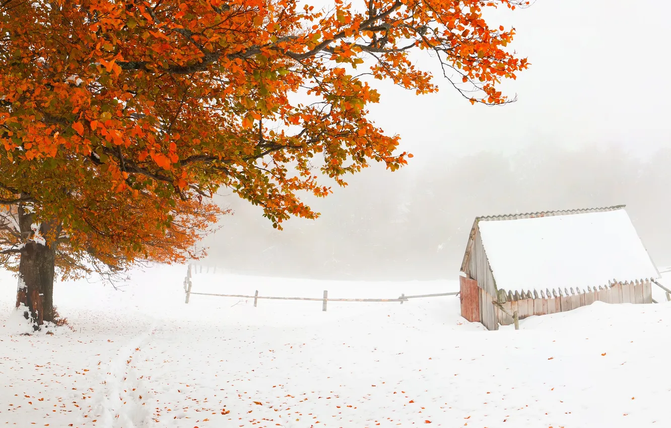 Photo wallpaper winter, snow, trees, foliage, house