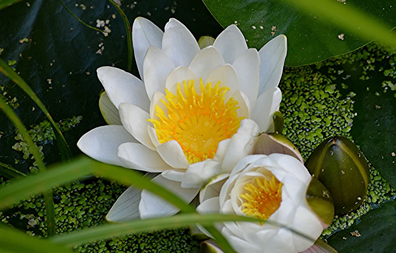 Photo wallpaper macro, Lily, Lily, Nymphaeum, water Lily