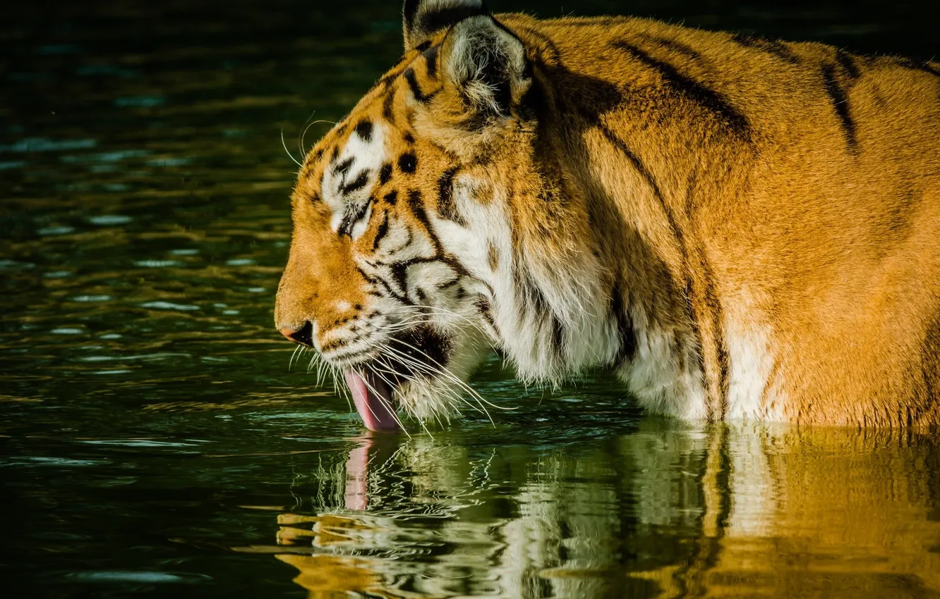 Photo wallpaper language, face, tiger, predator, profile, wild cat, pond
