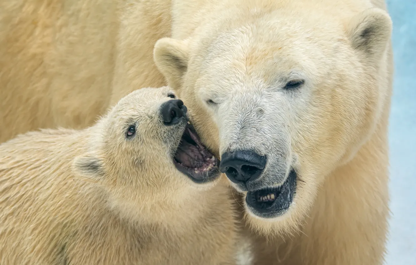 Photo wallpaper bears, bear, polar bears, bear, polar bears