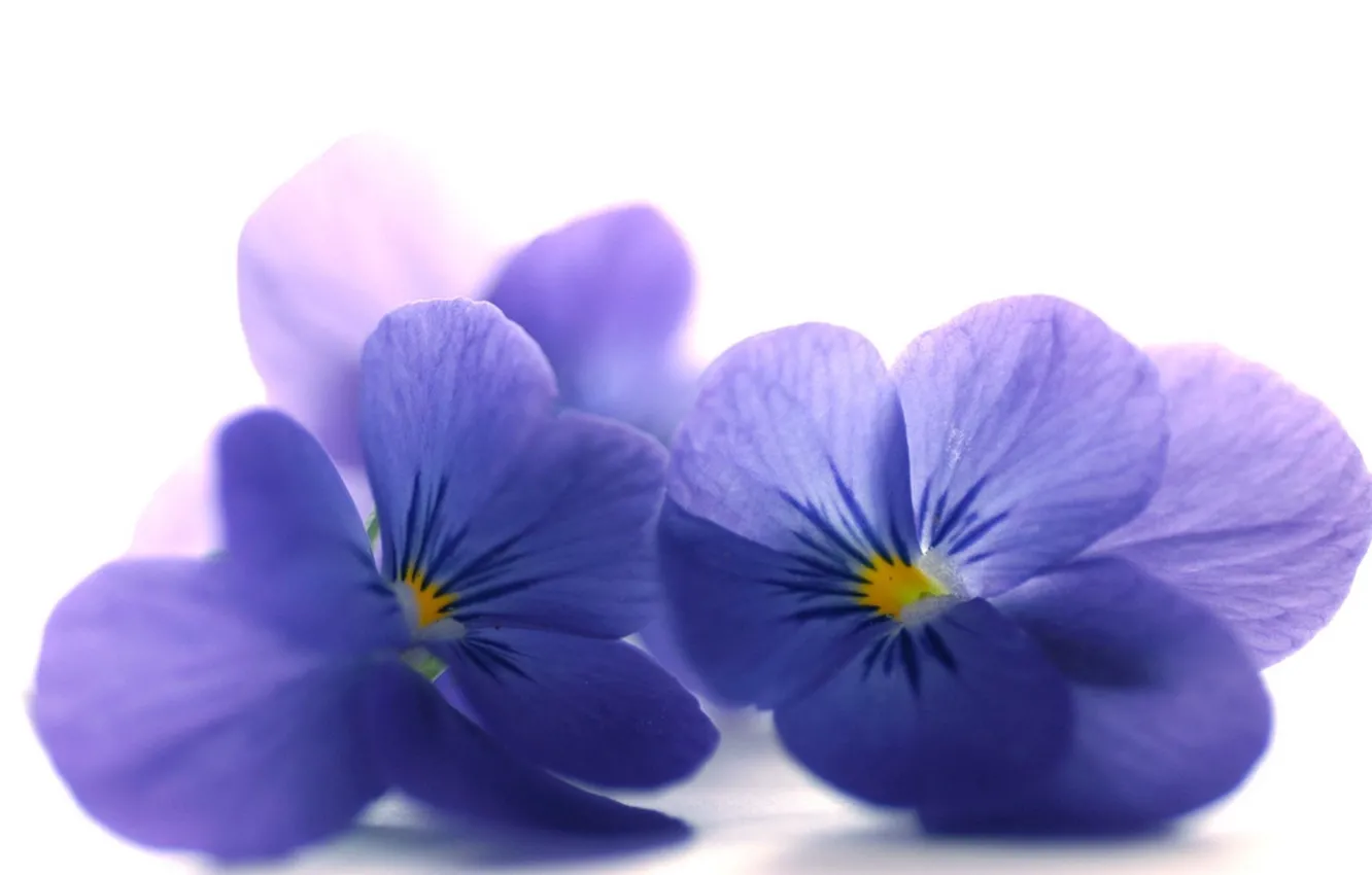 Photo wallpaper flowers, background, petals