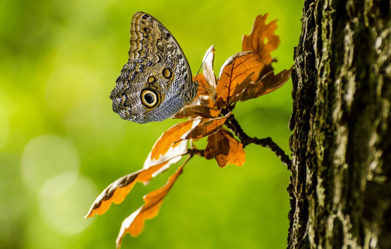 Photo wallpaper leaves, trees, branches, butterfly, bokeh