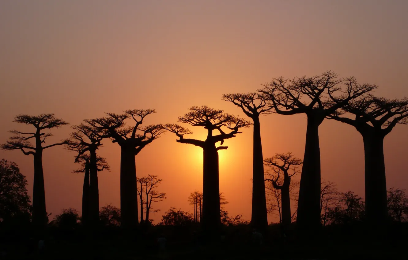 Photo wallpaper the sky, light, Trees, baobabs, crown