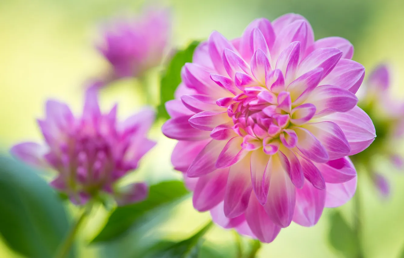 Photo wallpaper close-up, petals, pink, dahlias