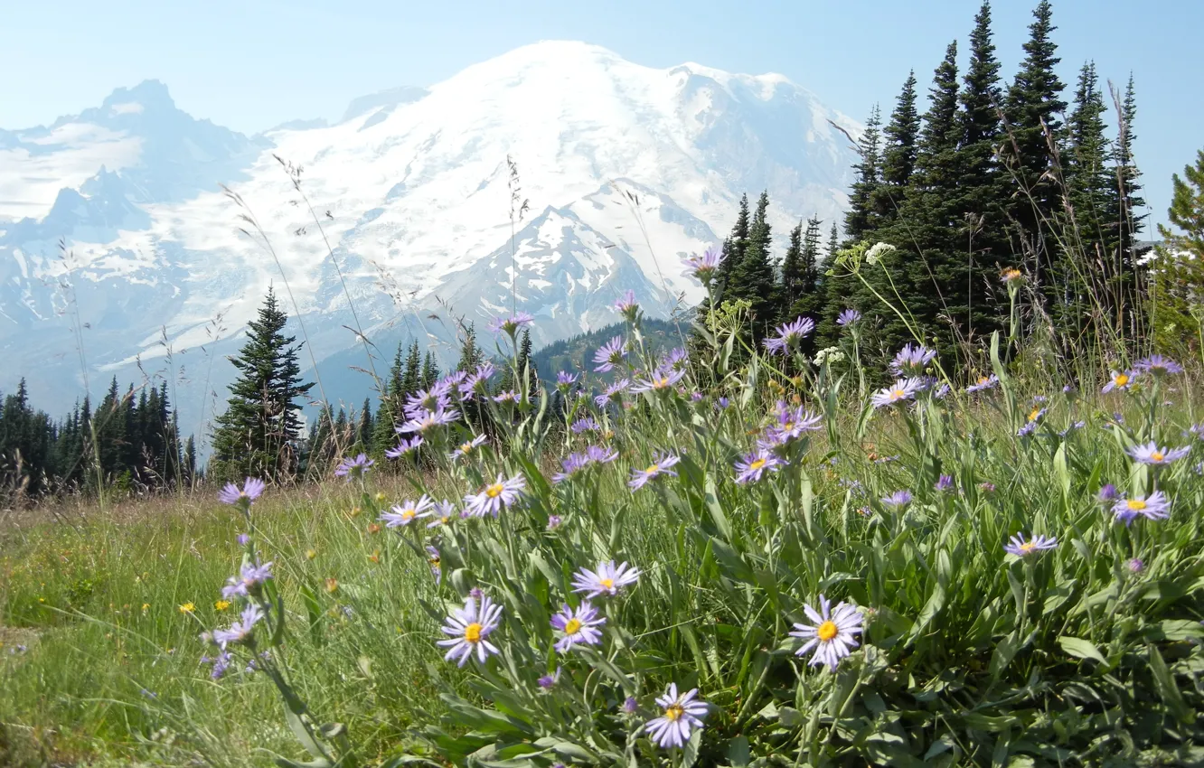 Photo wallpaper forest, flowers, mountains, nature