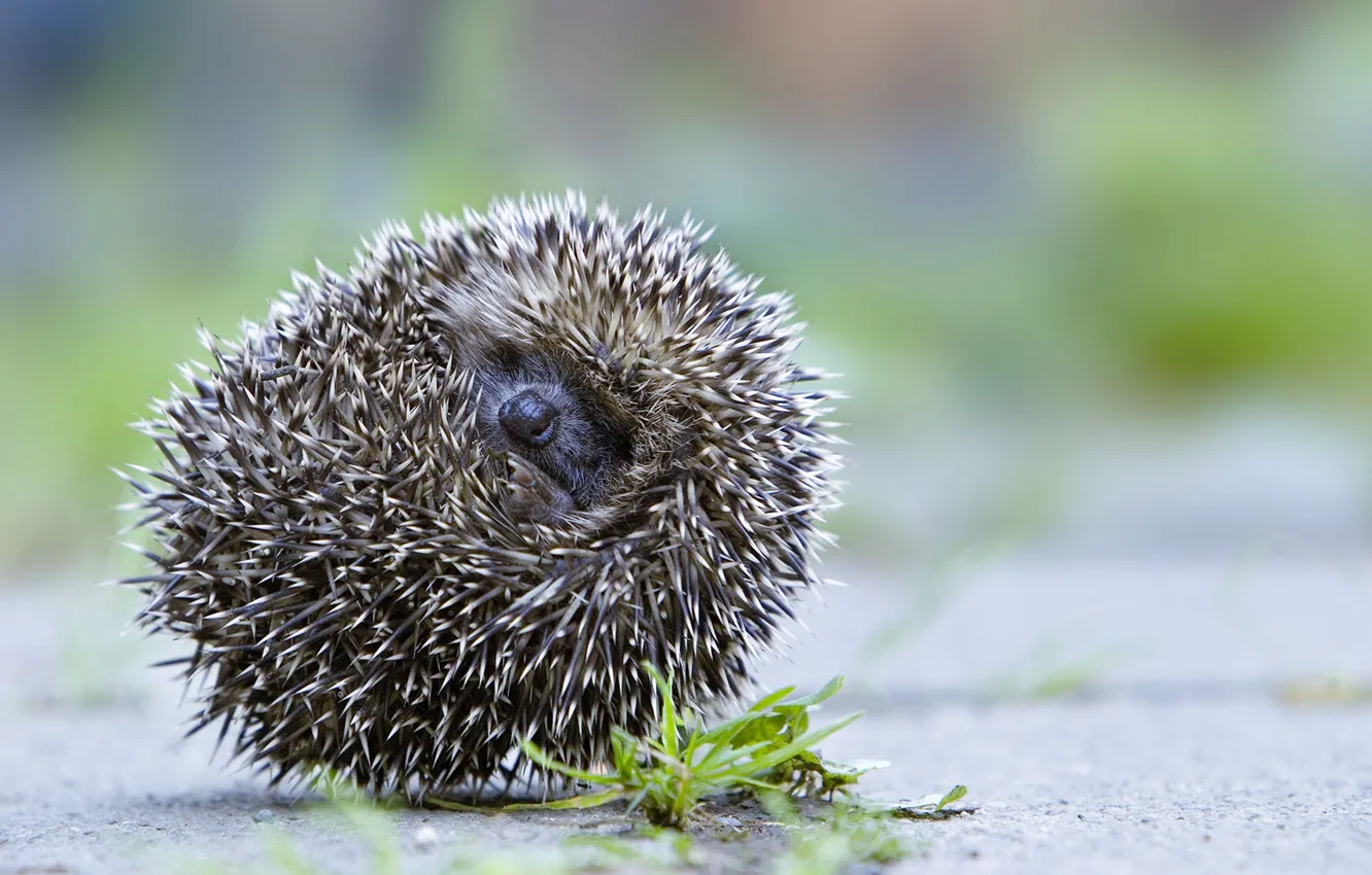 Photo wallpaper needles, hedgehog
