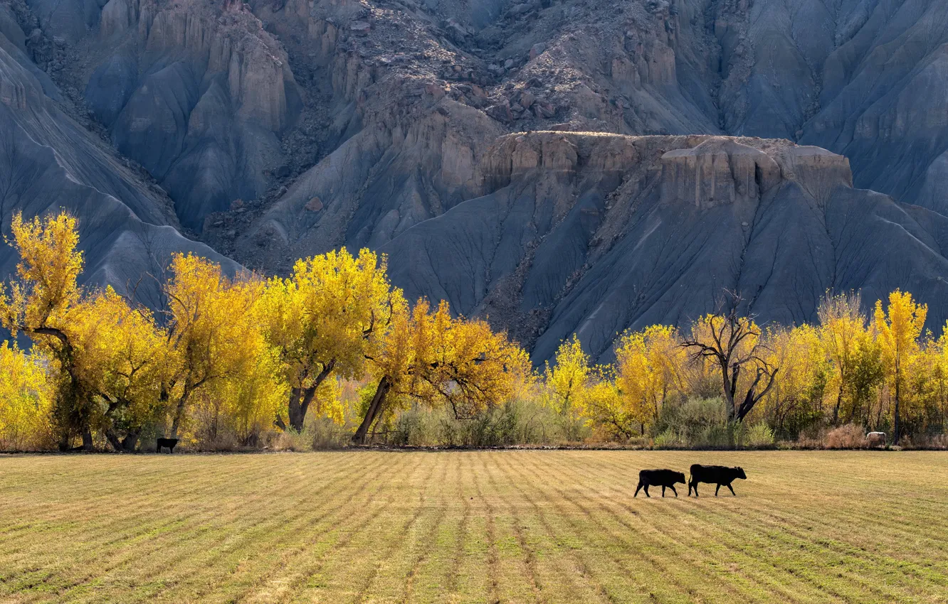 Photo wallpaper field, autumn, trees, mountains, yellow, nature, strip, rocks