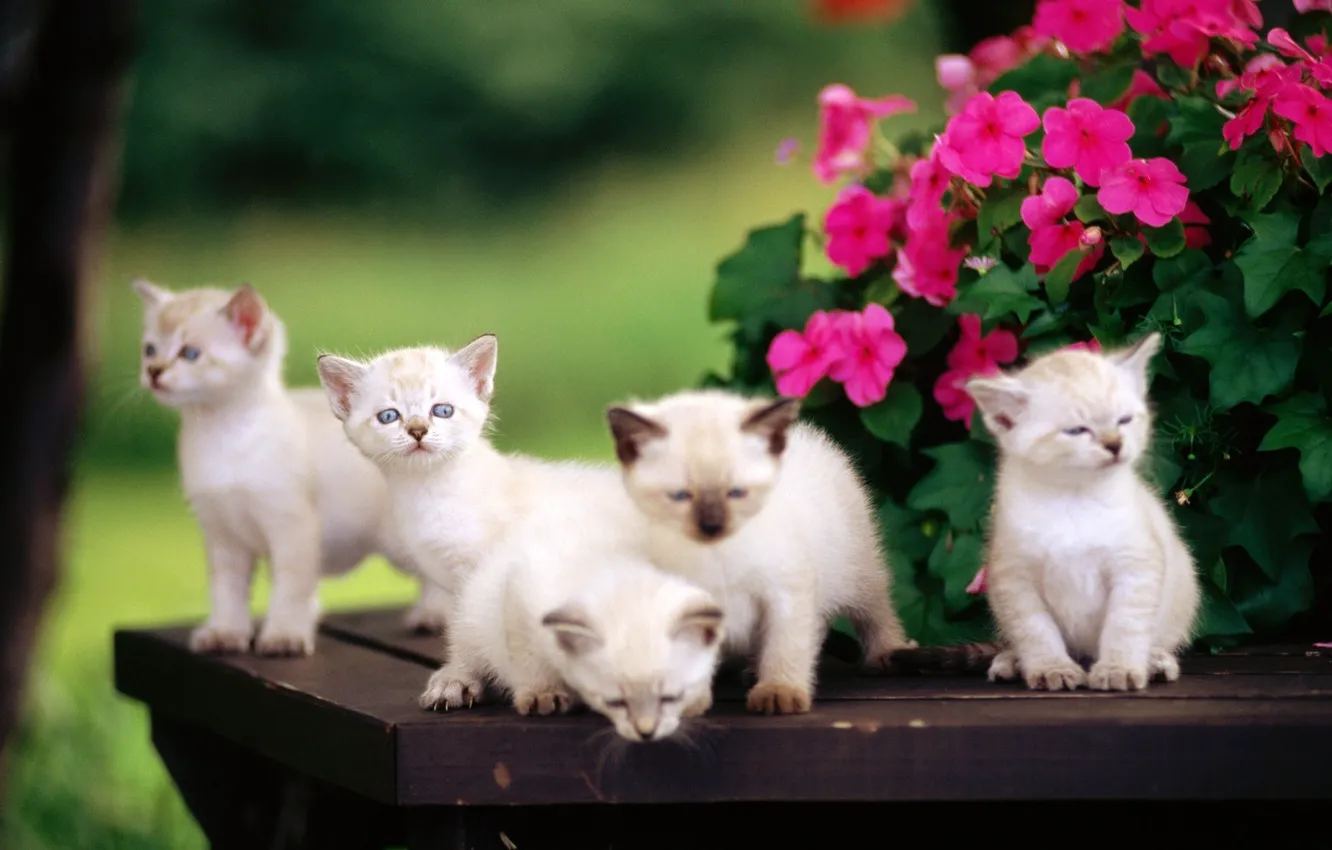 Photo wallpaper flowers, kittens, kids