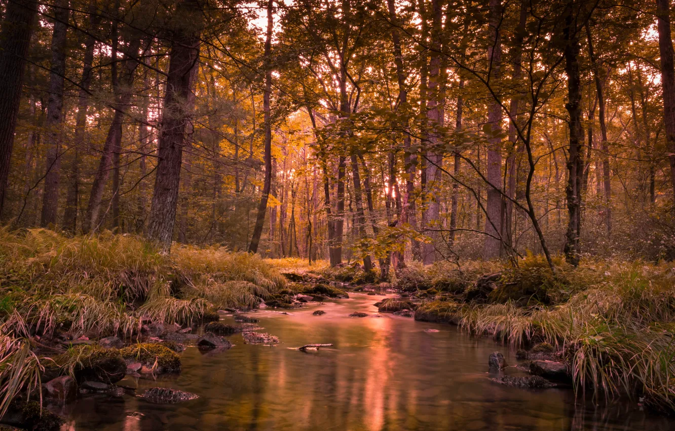 Photo wallpaper autumn, forest, river