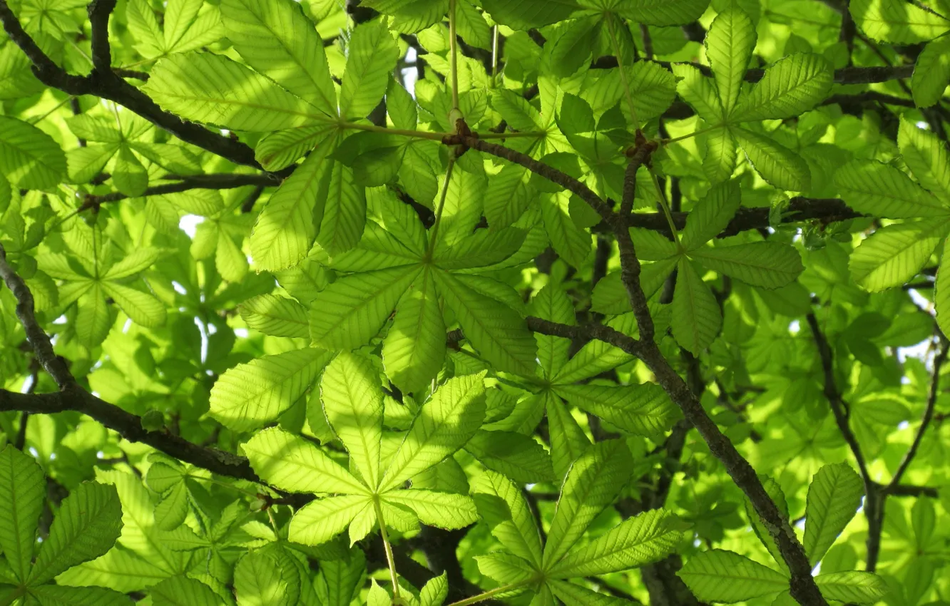 Photo wallpaper leaves, nature, chestnuts, Mamala ©