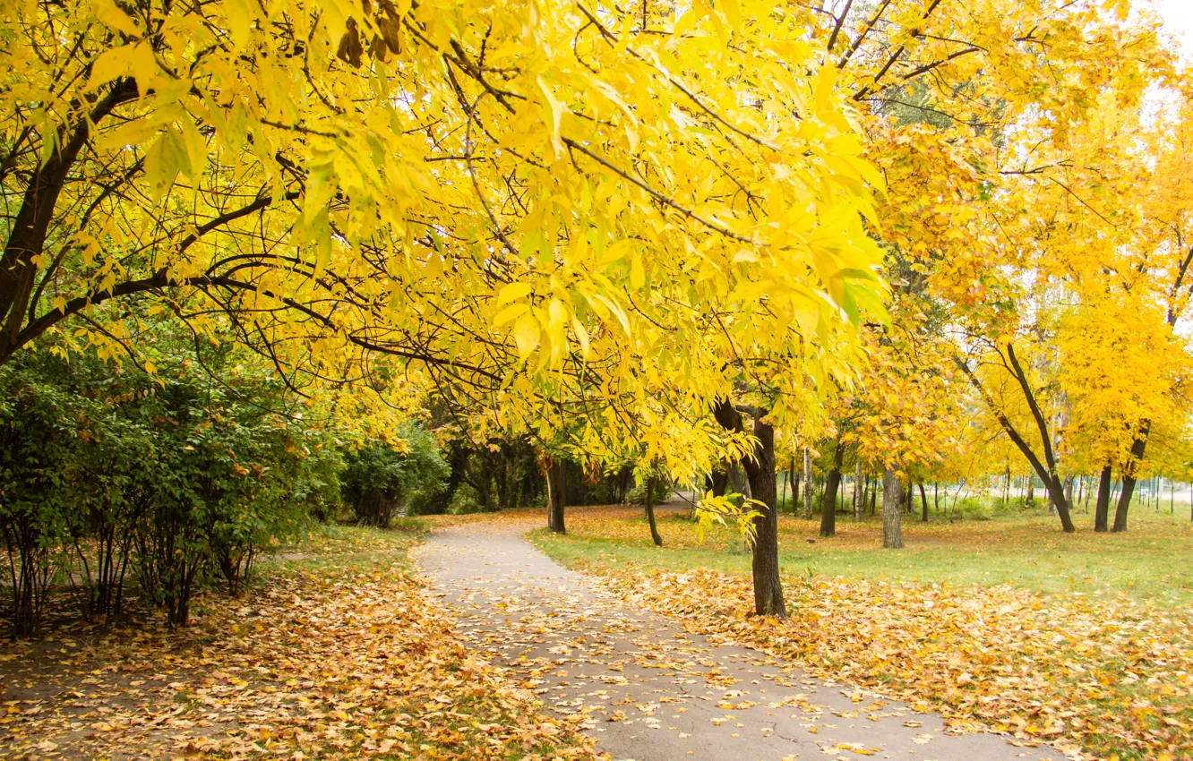 Photo wallpaper autumn, leaves, trees, Park, trail, nature, yellow, park