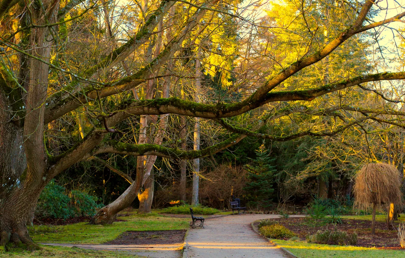 Photo wallpaper trees, park, alley