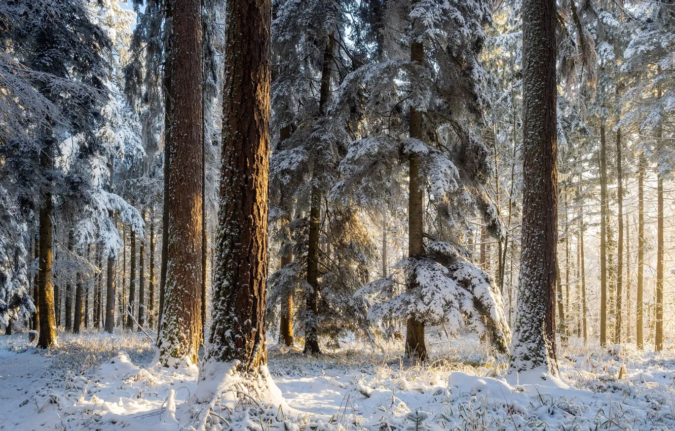 Photo wallpaper winter, forest, snow, trees, nature