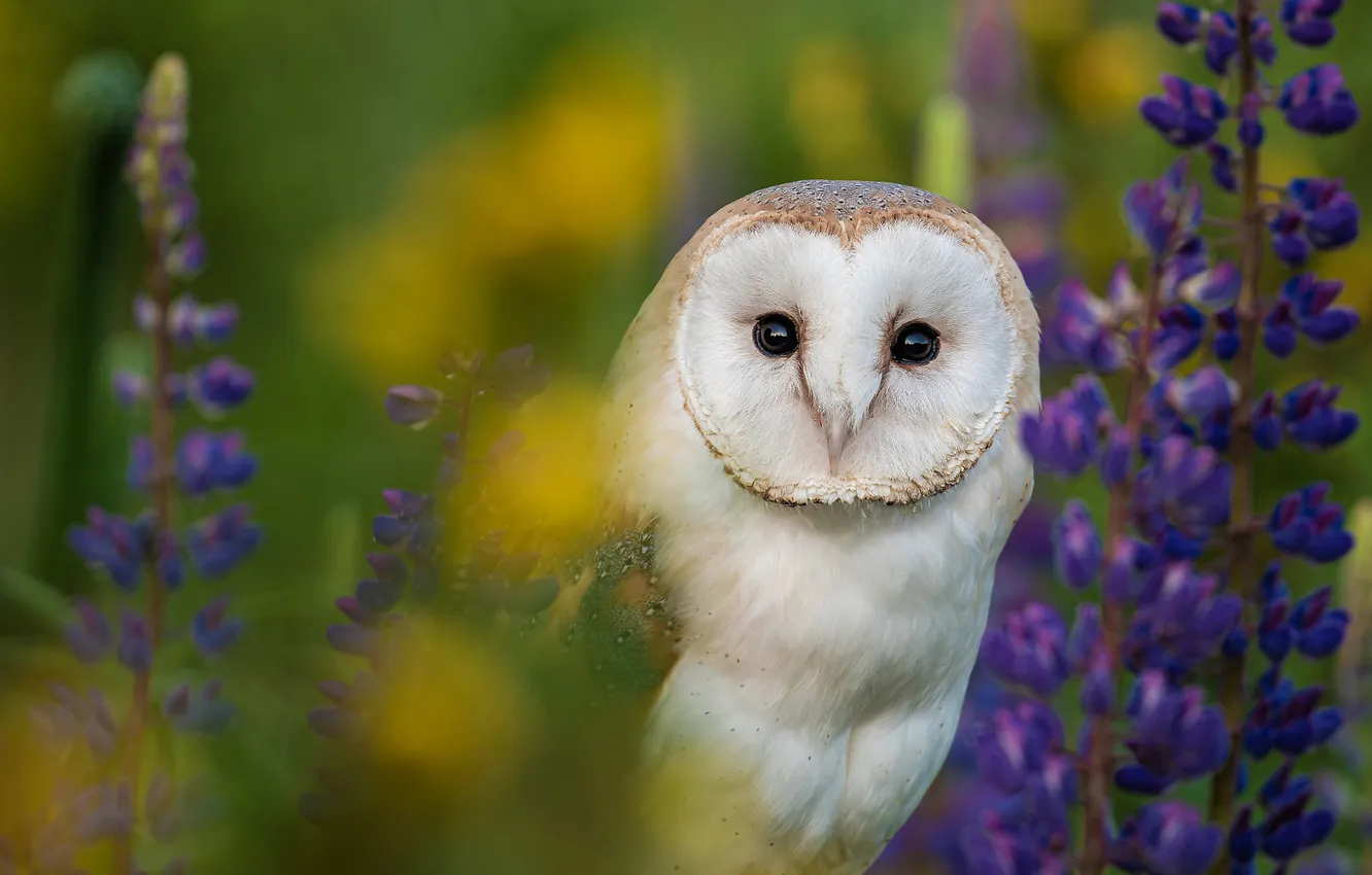 Photo wallpaper white, summer, look, flowers, owl, bird, portrait, green background
