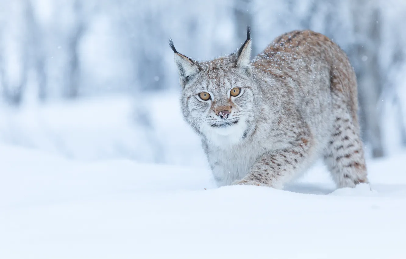 Photo wallpaper winter, forest, cat, snow, lynx, wildlife