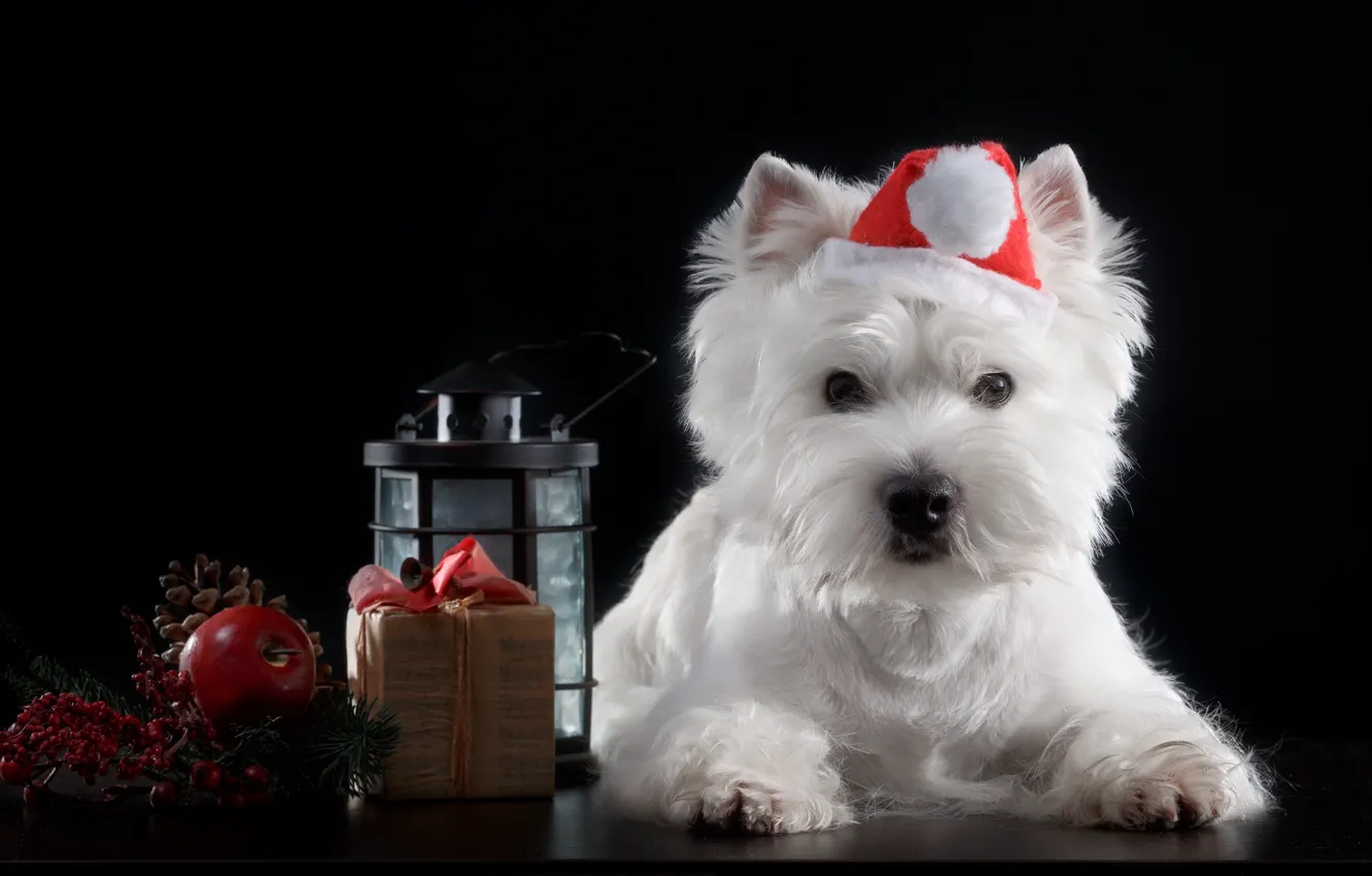 Photo wallpaper holiday, hat, Dog, Puppy, Baby