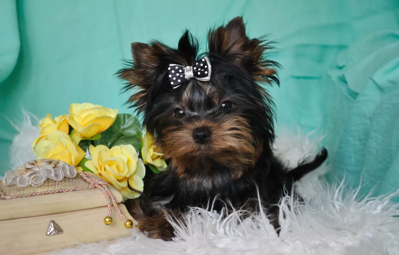 Photo wallpaper animals, look, photo, dog, box, bow, Yorkshire Terrier
