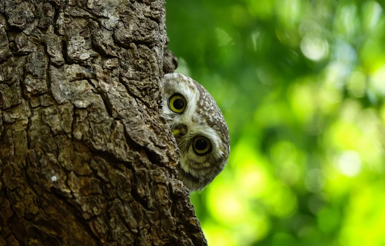 Photo wallpaper eyes, trees, owl, looks, bokeh