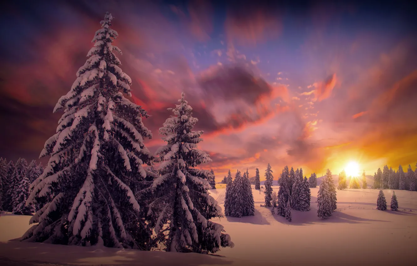 Photo wallpaper winter, forest, the sun, clouds, snow, trees, nature, tree