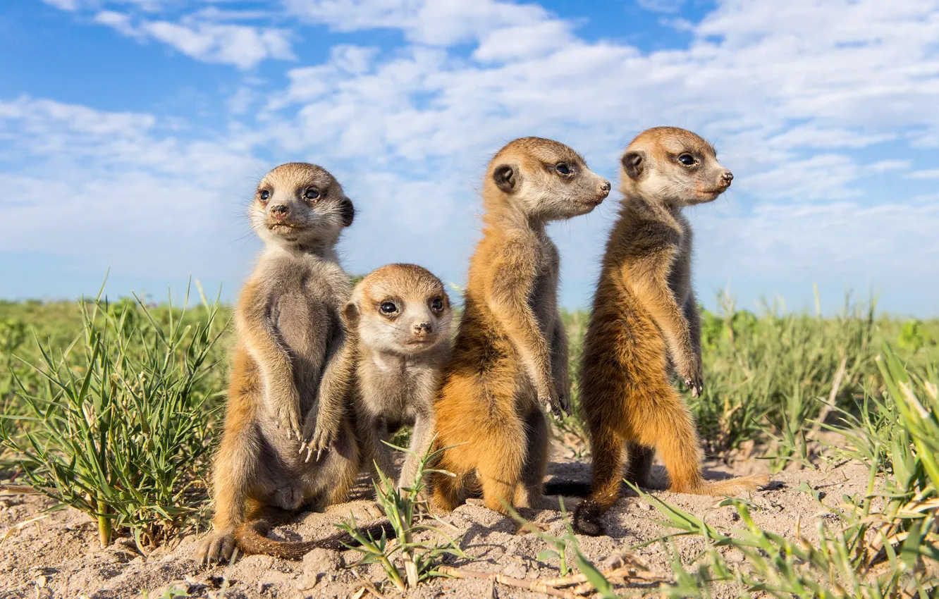 Photo wallpaper animals, meerkats, faces