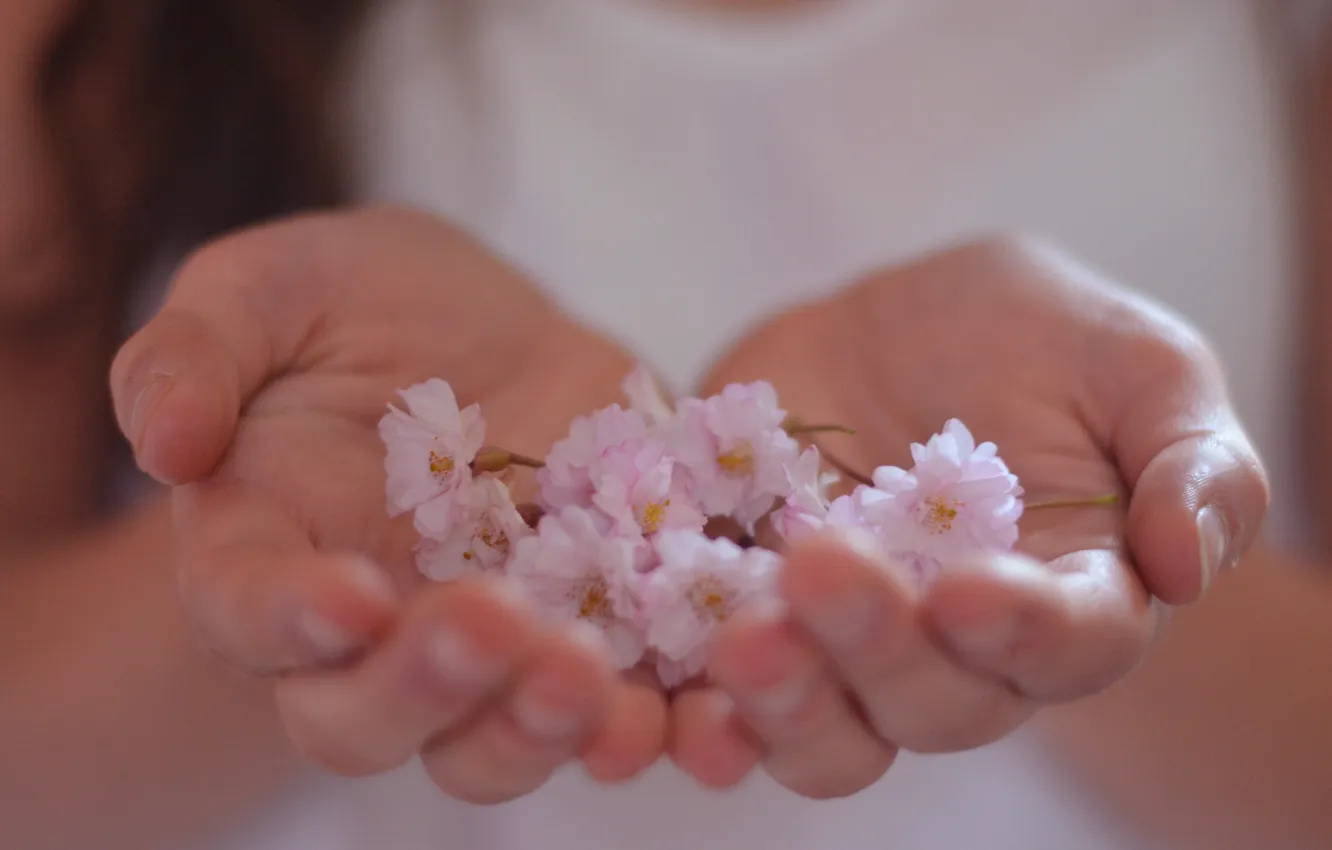 Photo wallpaper flowers, background, Wallpaper, hands, gentle, pink, flowers