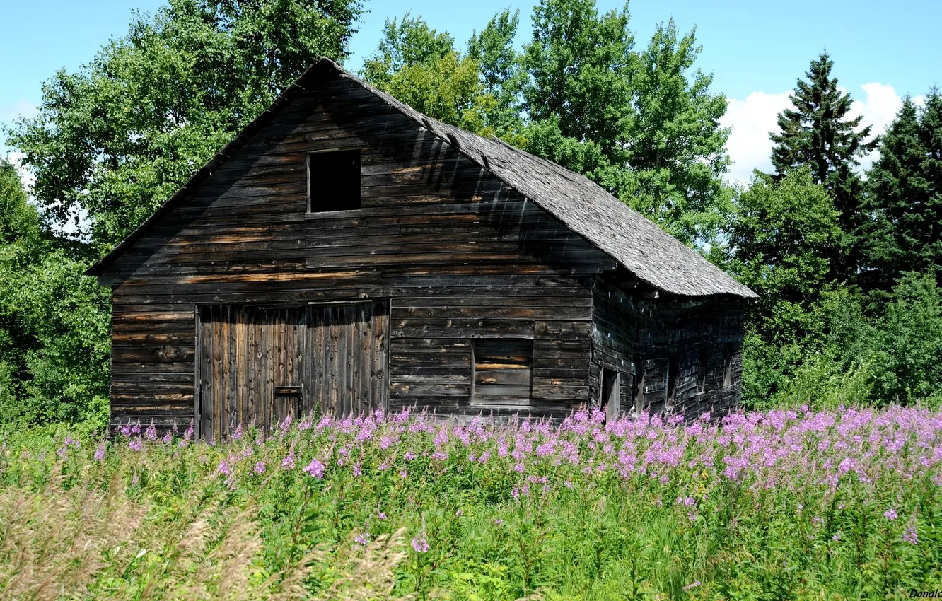 Photo wallpaper summer, grass, trees, the barn