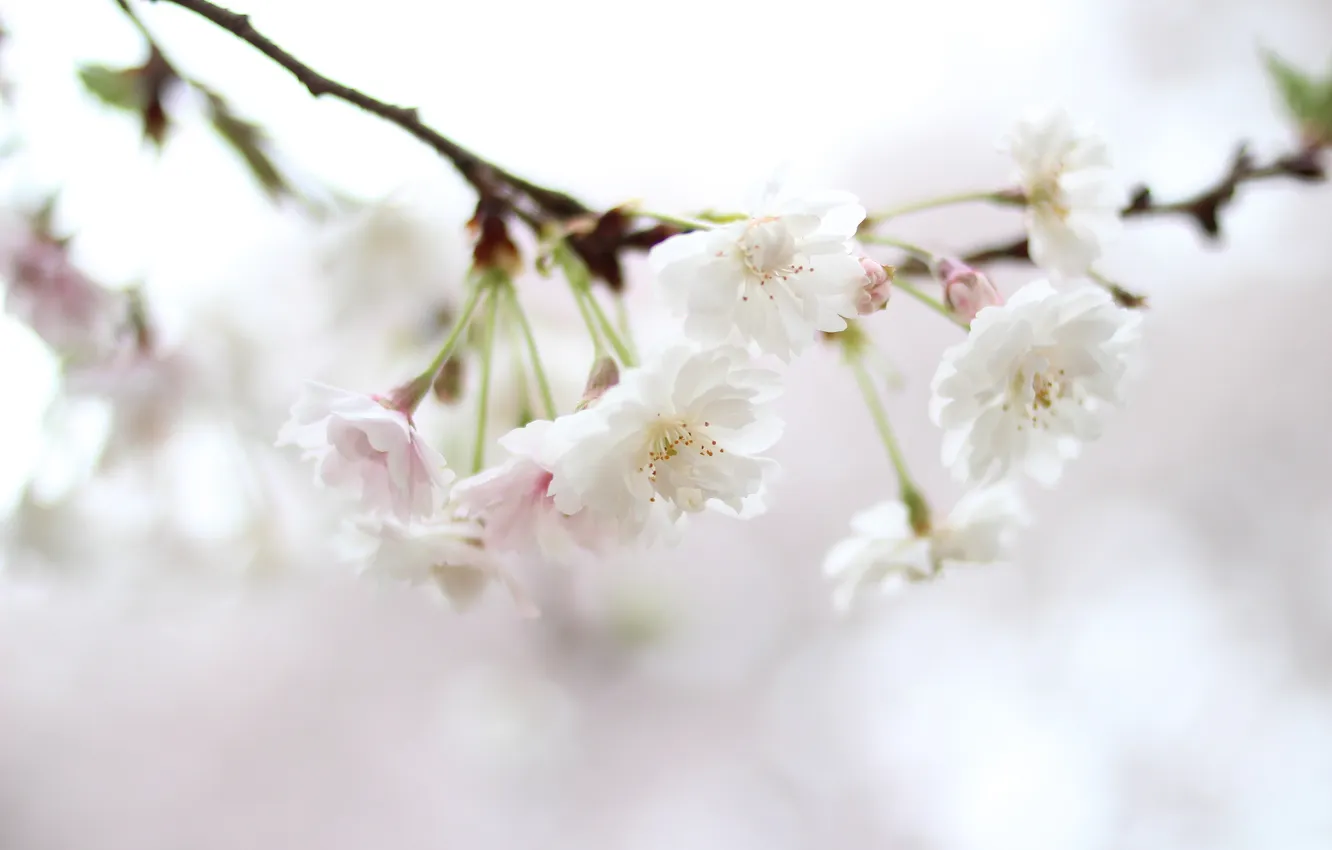 Photo wallpaper white, flowers, nature, sprig, color, spring, blur, Sakura